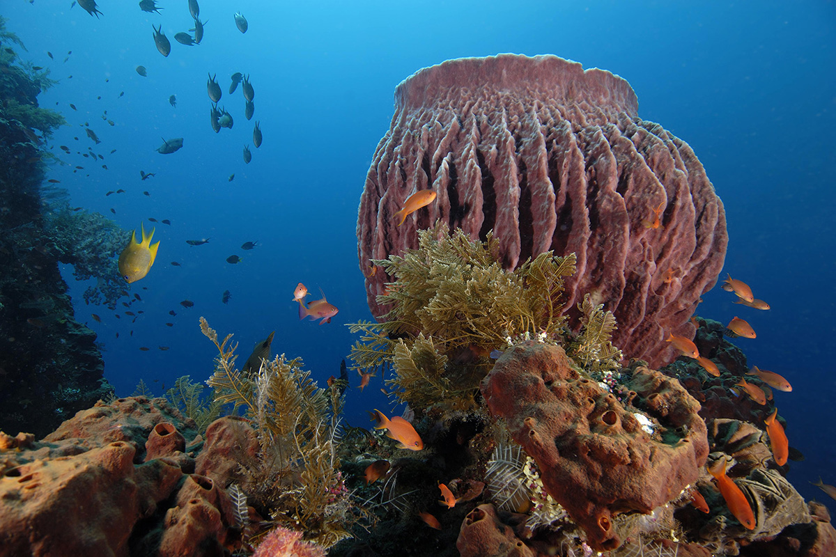 How Much Do You Know About Coral?
