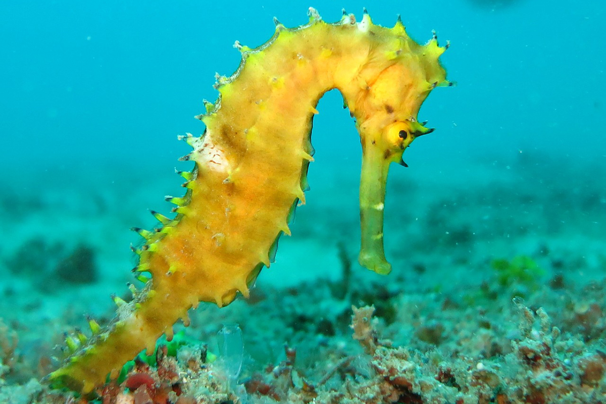 Seahorse Species of North Sulawesi