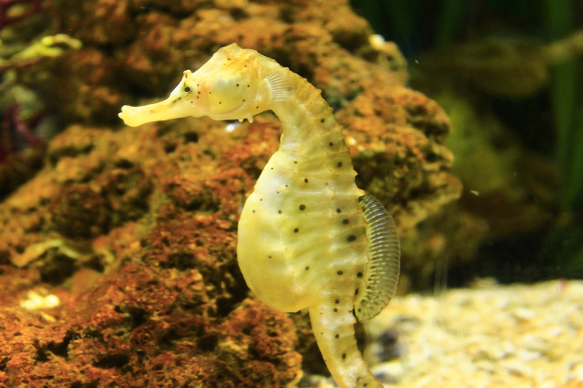 Seahorse Species of North Sulawesi