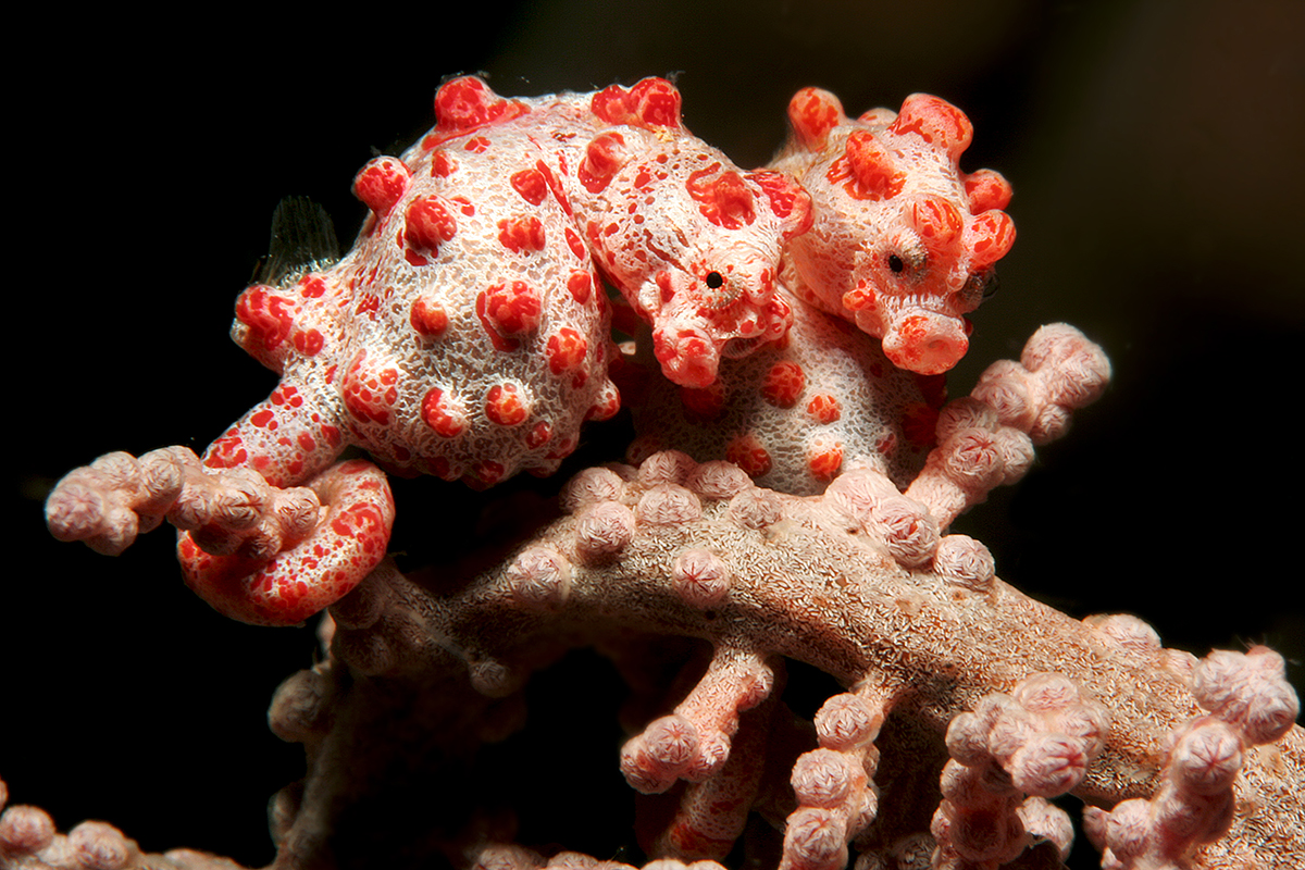 Seahorse Species of North Sulawesi