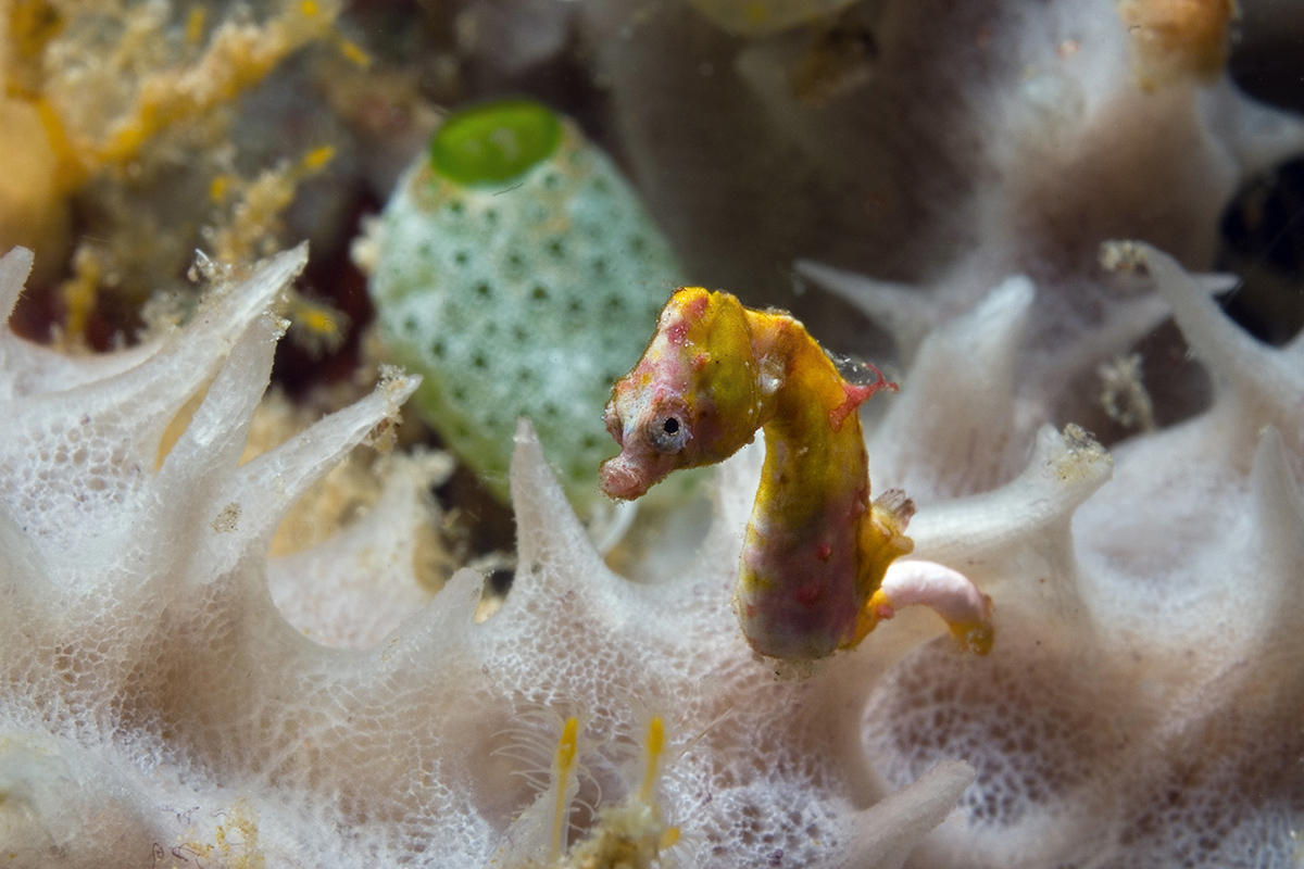 Seahorse Species of North Sulawesi