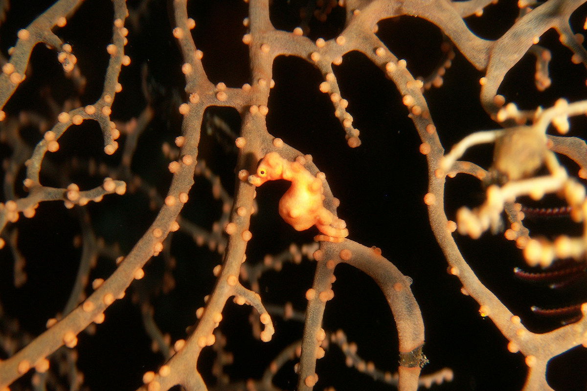 Seahorse Species of North Sulawesi