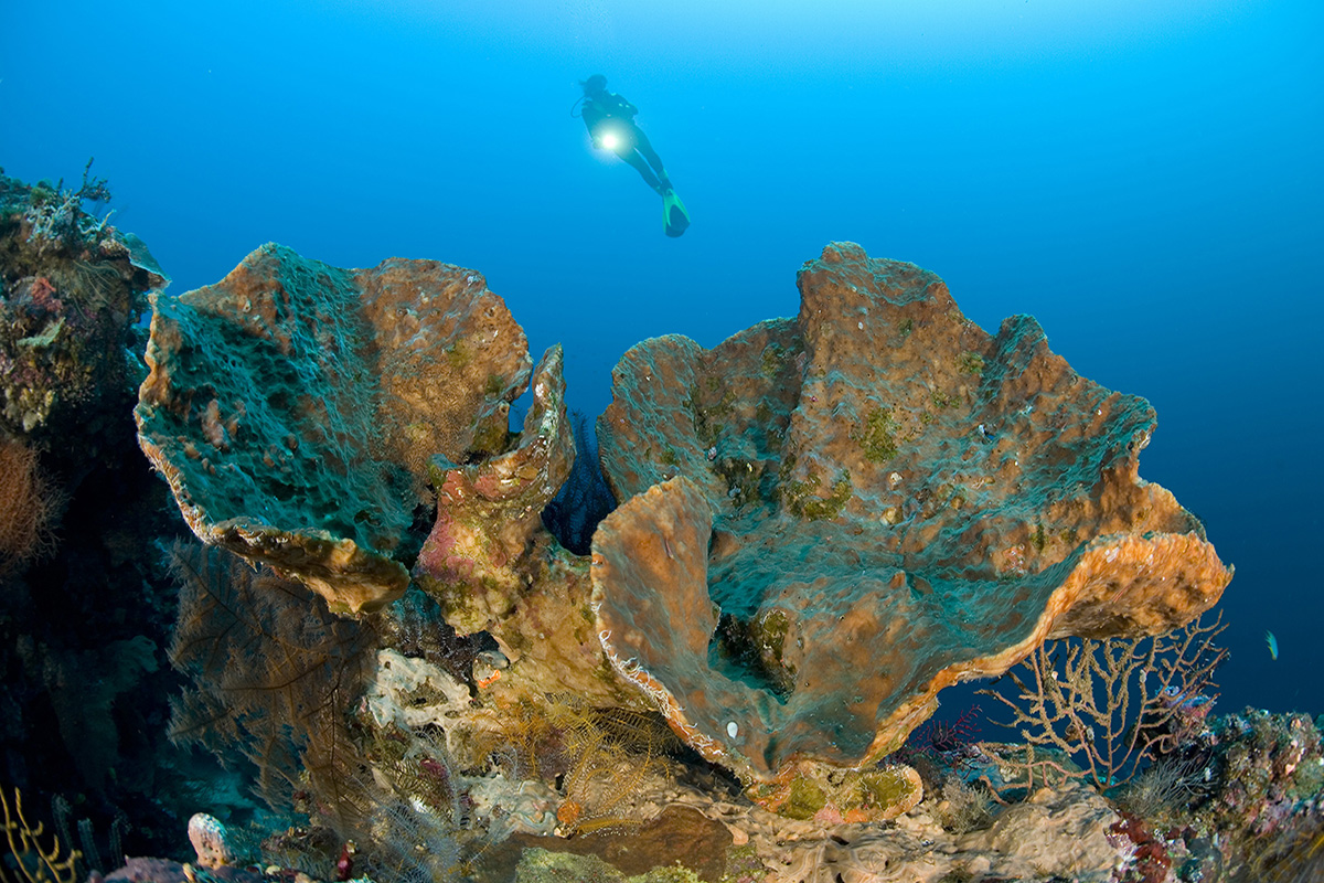 Diving in North Sulawesi with Gangga Divers