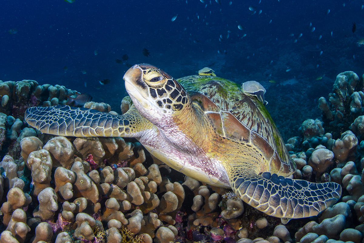 The Importance of Sea Turtles in North Sulawesi