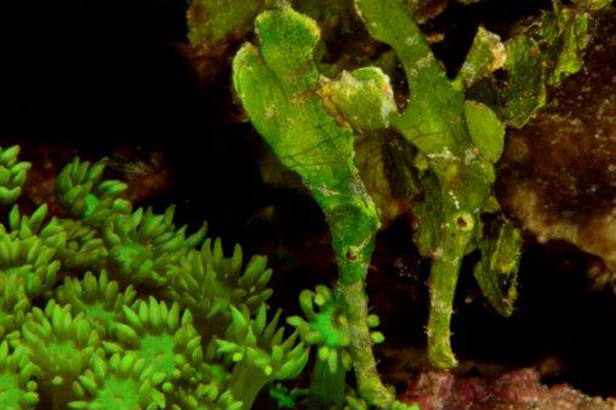 Hunting for Pipefish in North Sulawesi