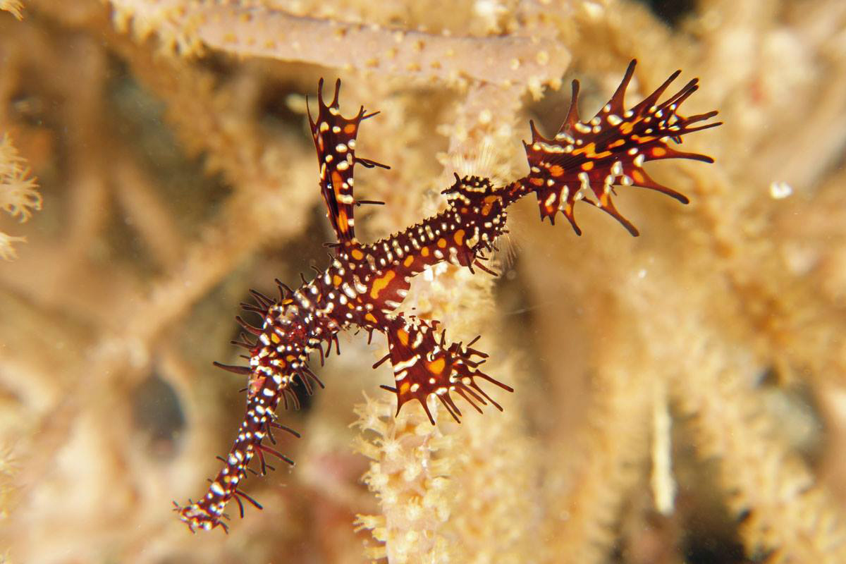 Hunting for Pipefish in North Sulawesi