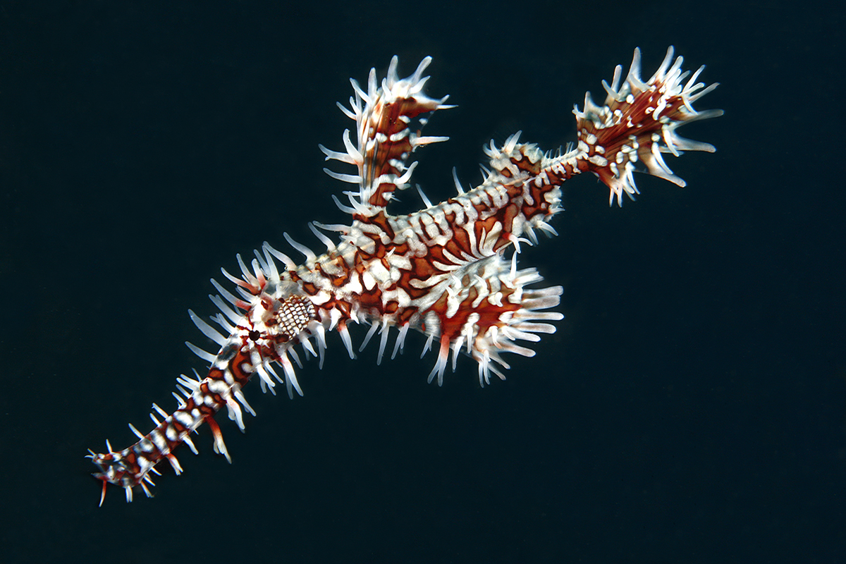 Hunting for Pipefish in North Sulawesi