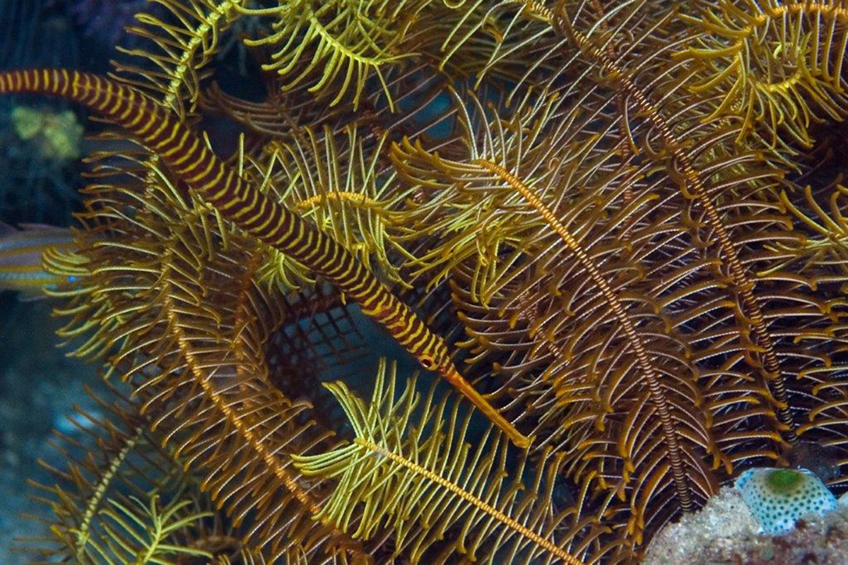 Hunting for Pipefish in North Sulawesi