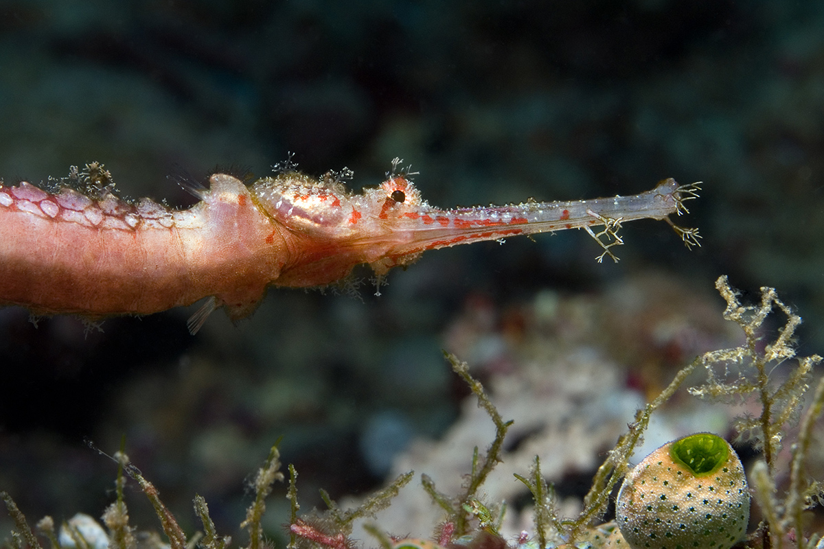 Hunting for Pipefish in North Sulawesi