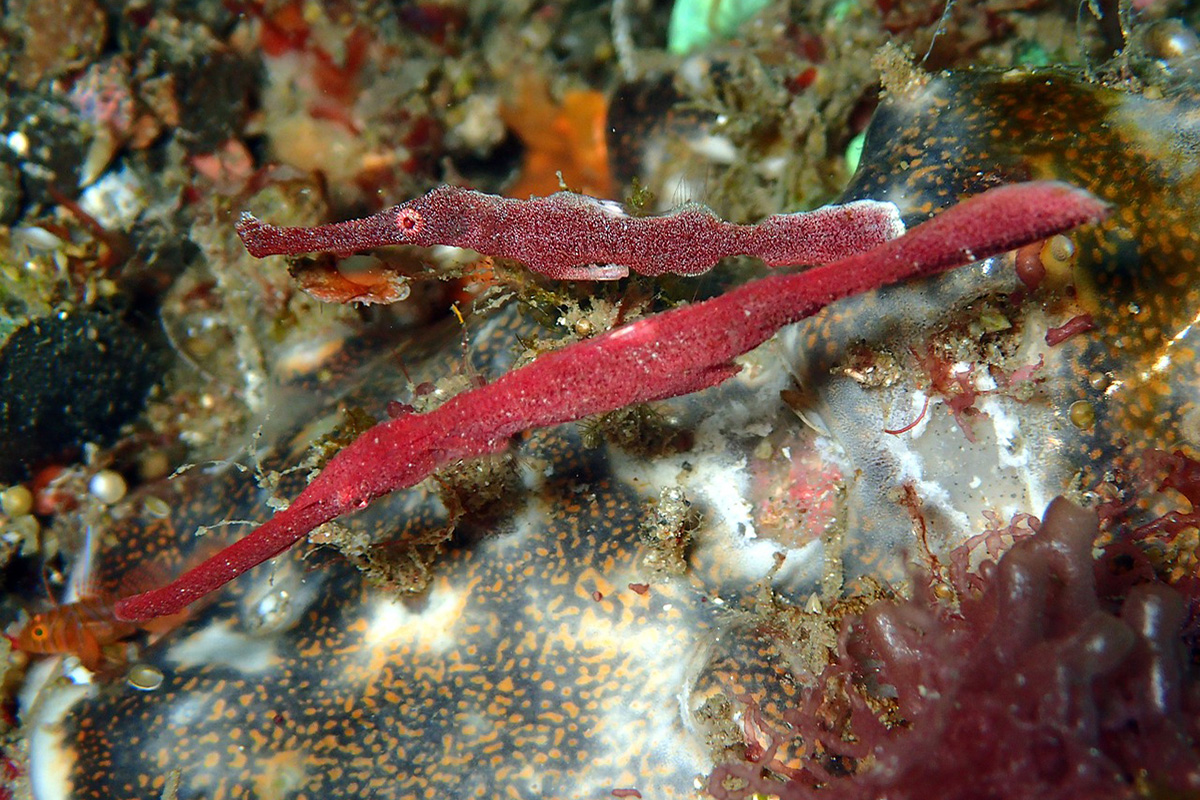 Hunting for Pipefish in North Sulawesi
