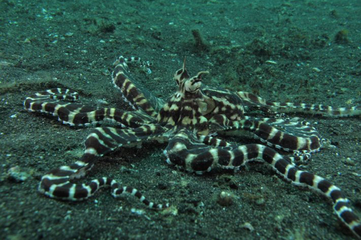 Mimic Octopus in North Sulawesi
