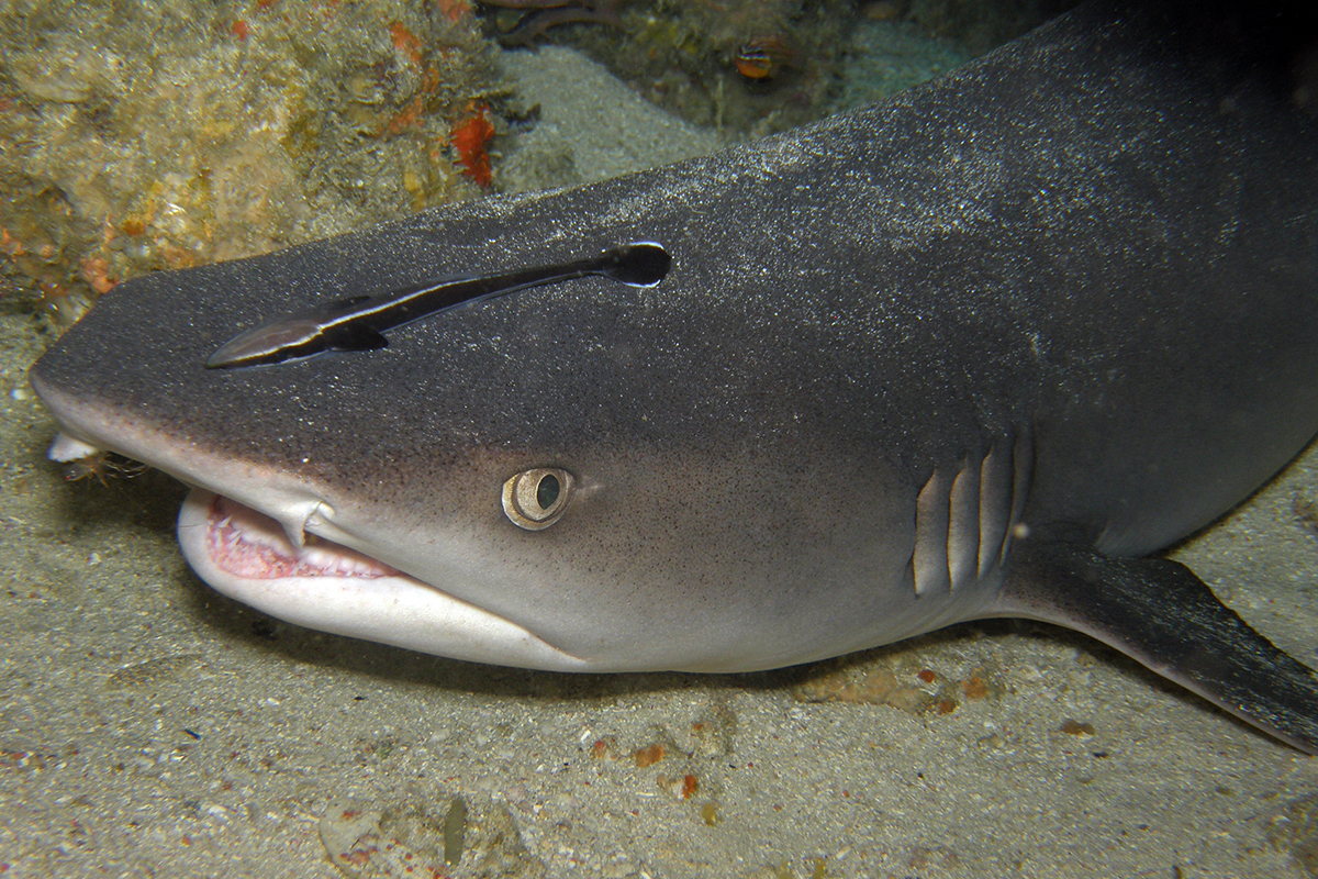 Learn About the White Tipped Reef Sharks of North Sulawesi