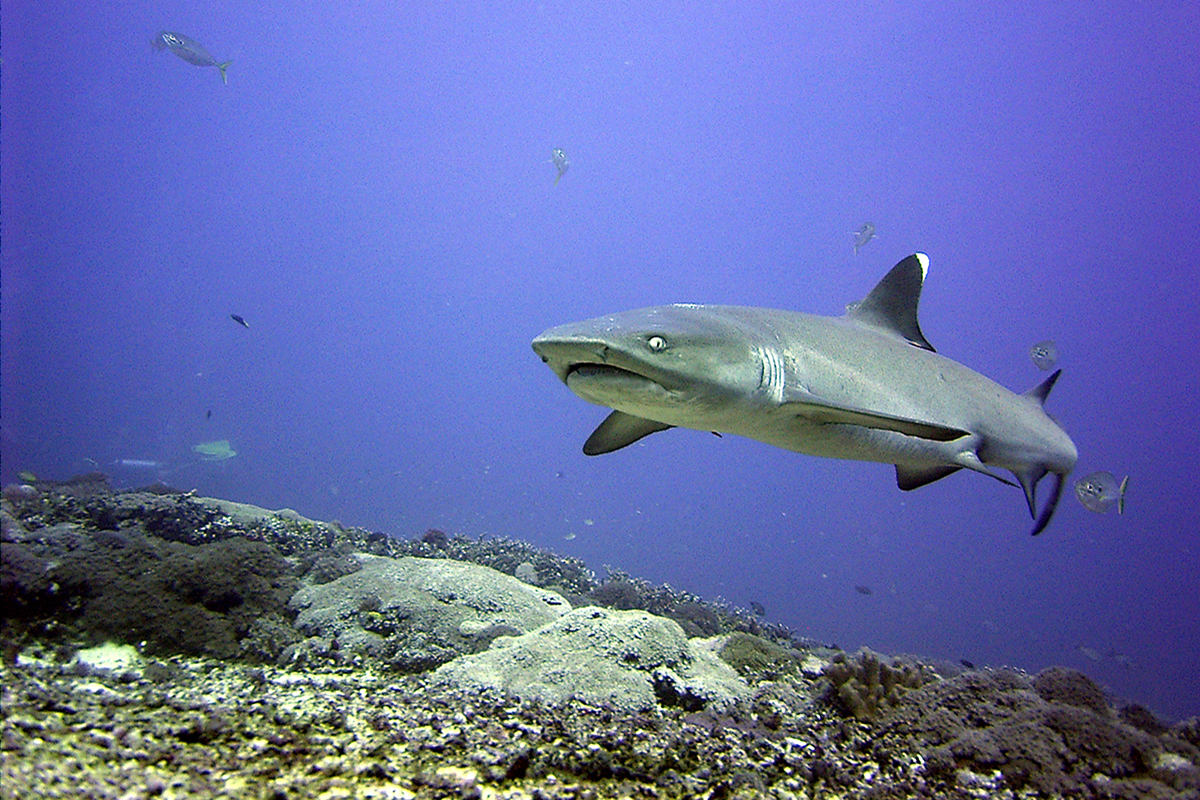 Learn About the White Tipped Reef Sharks of North Sulawesi