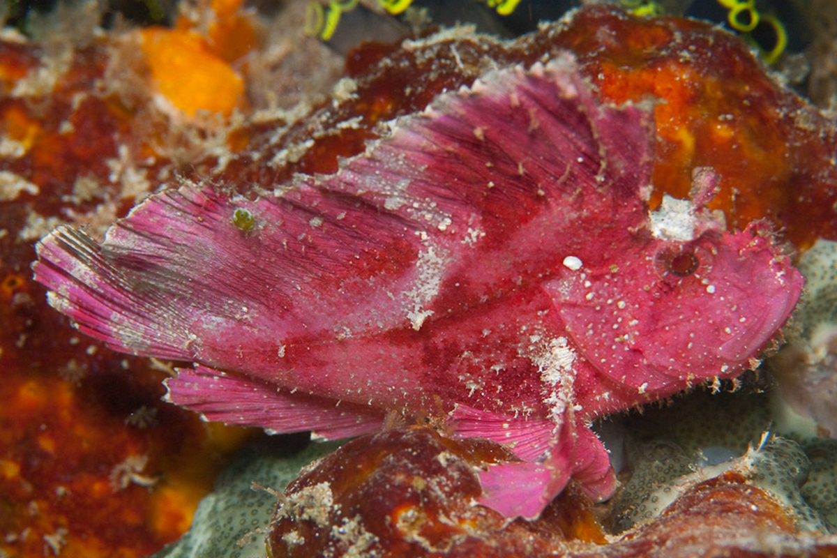 Diving Manado Tua, North Sulawesi