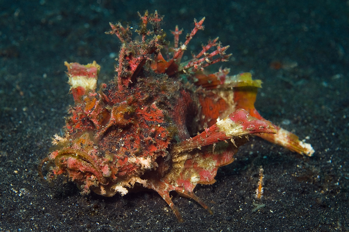 Scorpion fish at Gangga Island House Reef