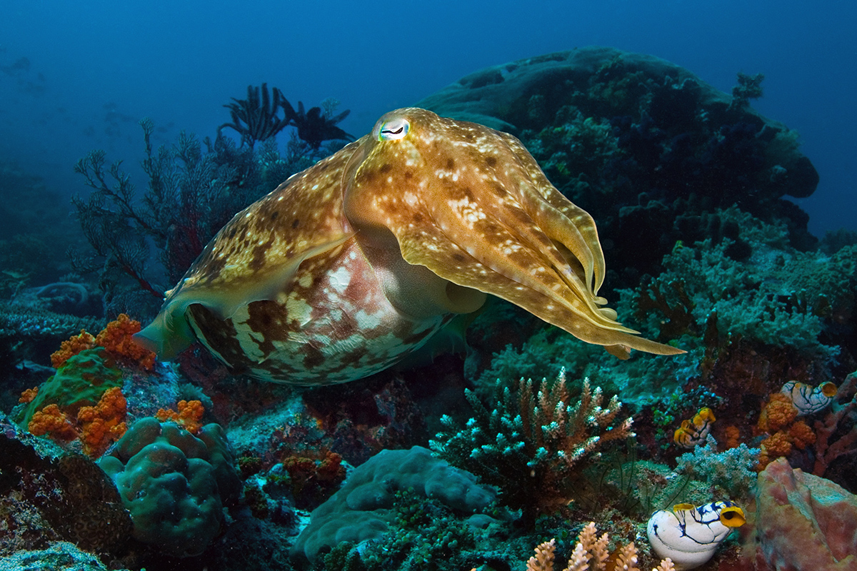 Diving Gangga Island’s House Reef in North Sulawesi