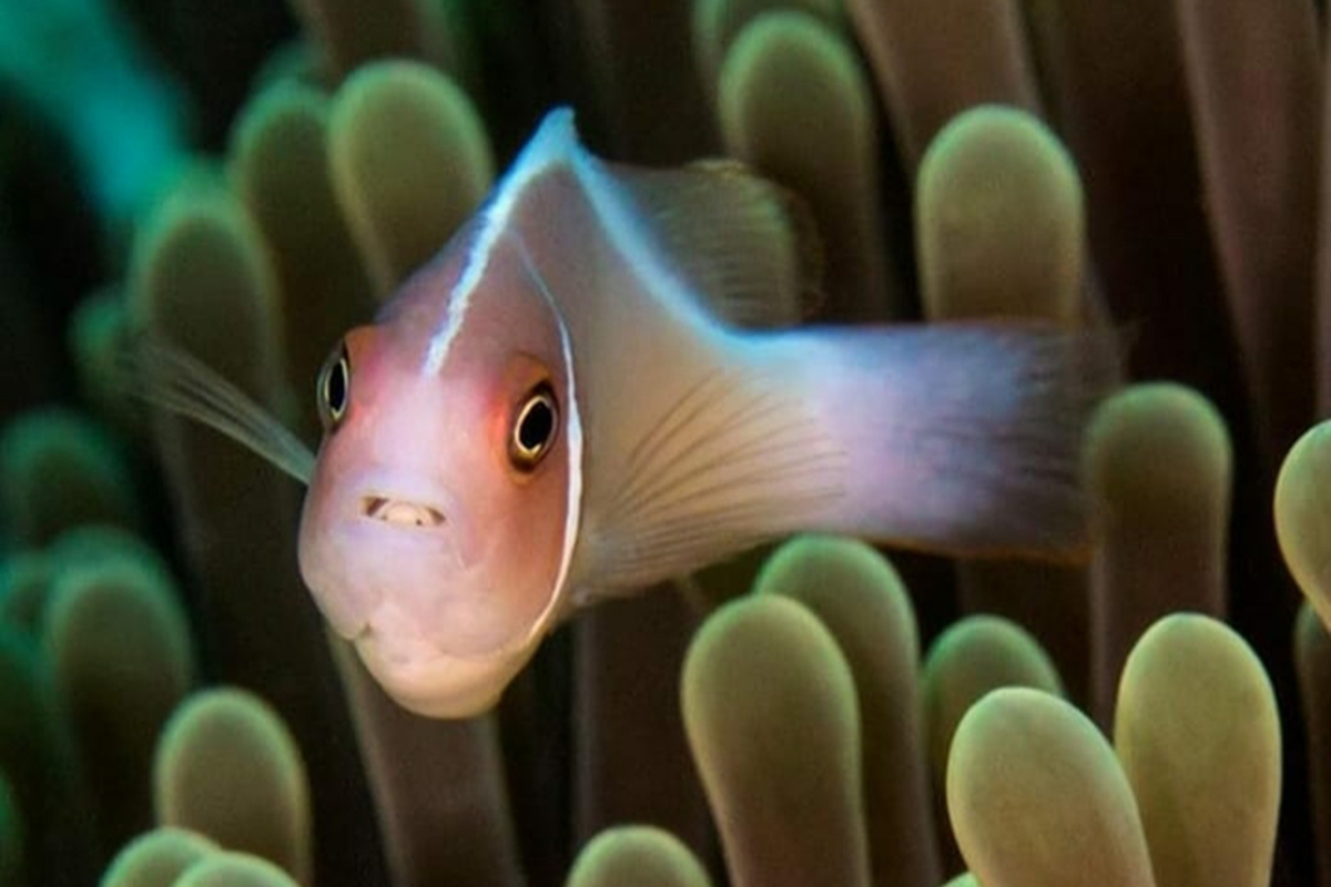 5 Things You May Not Know About Anemonefish