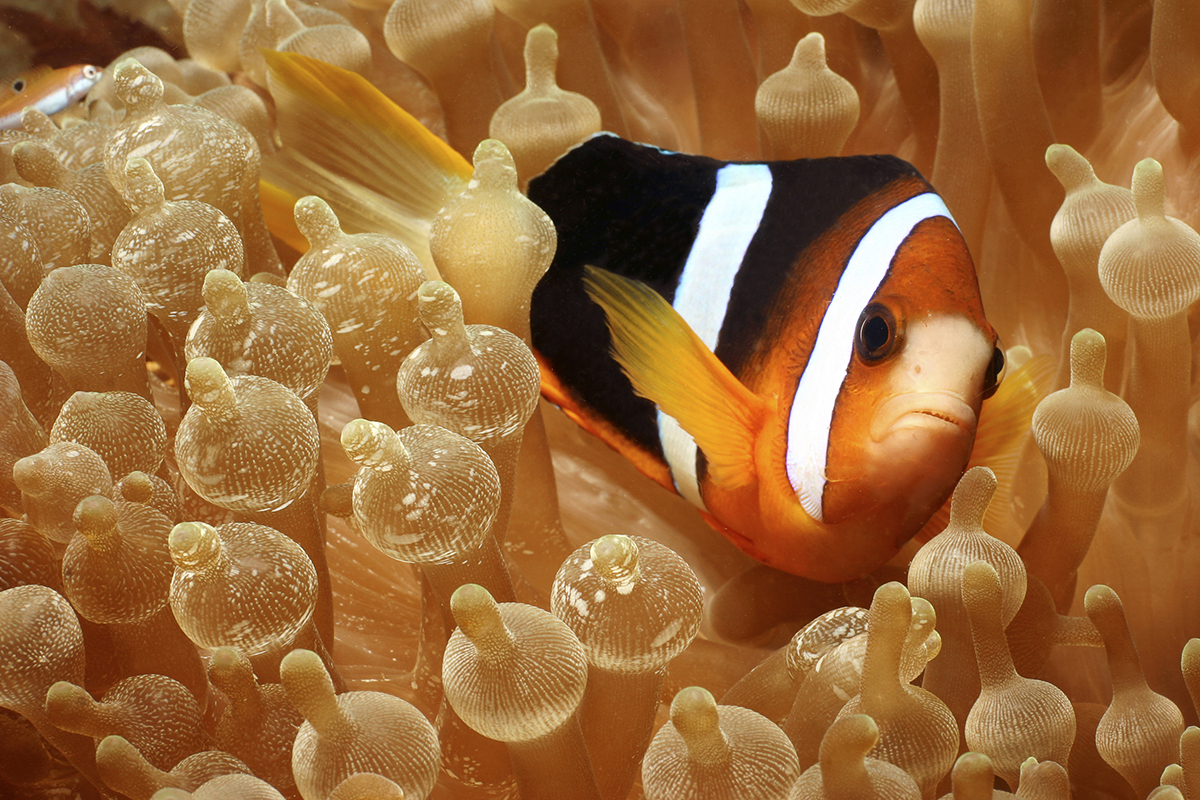 5 Things You May Not Know About Anemonefish