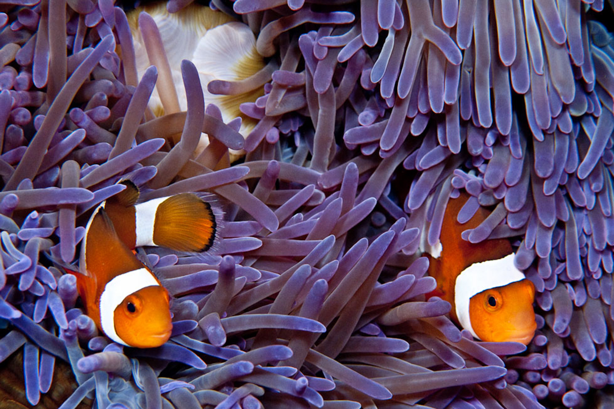 5 Things You May Not Know About Anemonefish