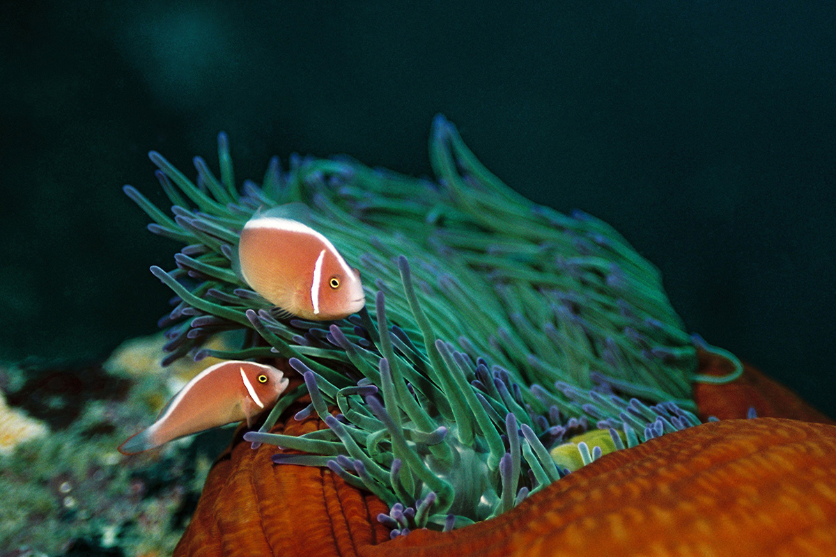 5 Things You May Not Know About Anemonefish