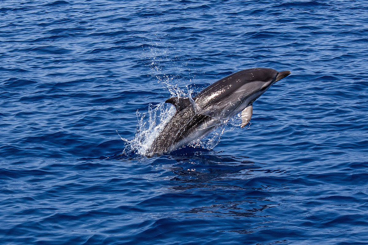 Meet the Whales and Dolphins of North Sulawesi