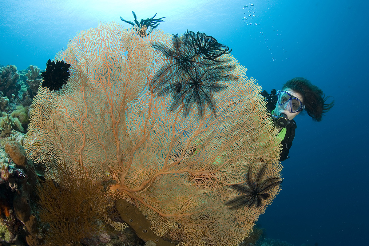 Diving in North Sulawesi