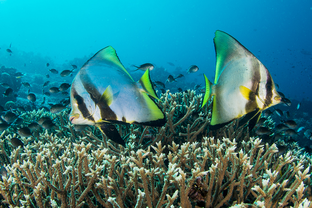 Diving in North Sulawesi