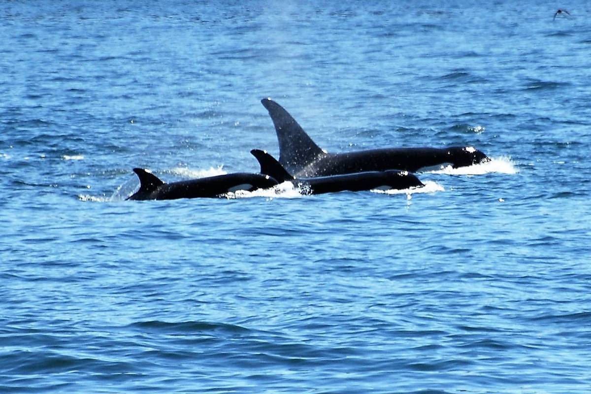 Meet the Whales and Dolphins of North Sulawesi