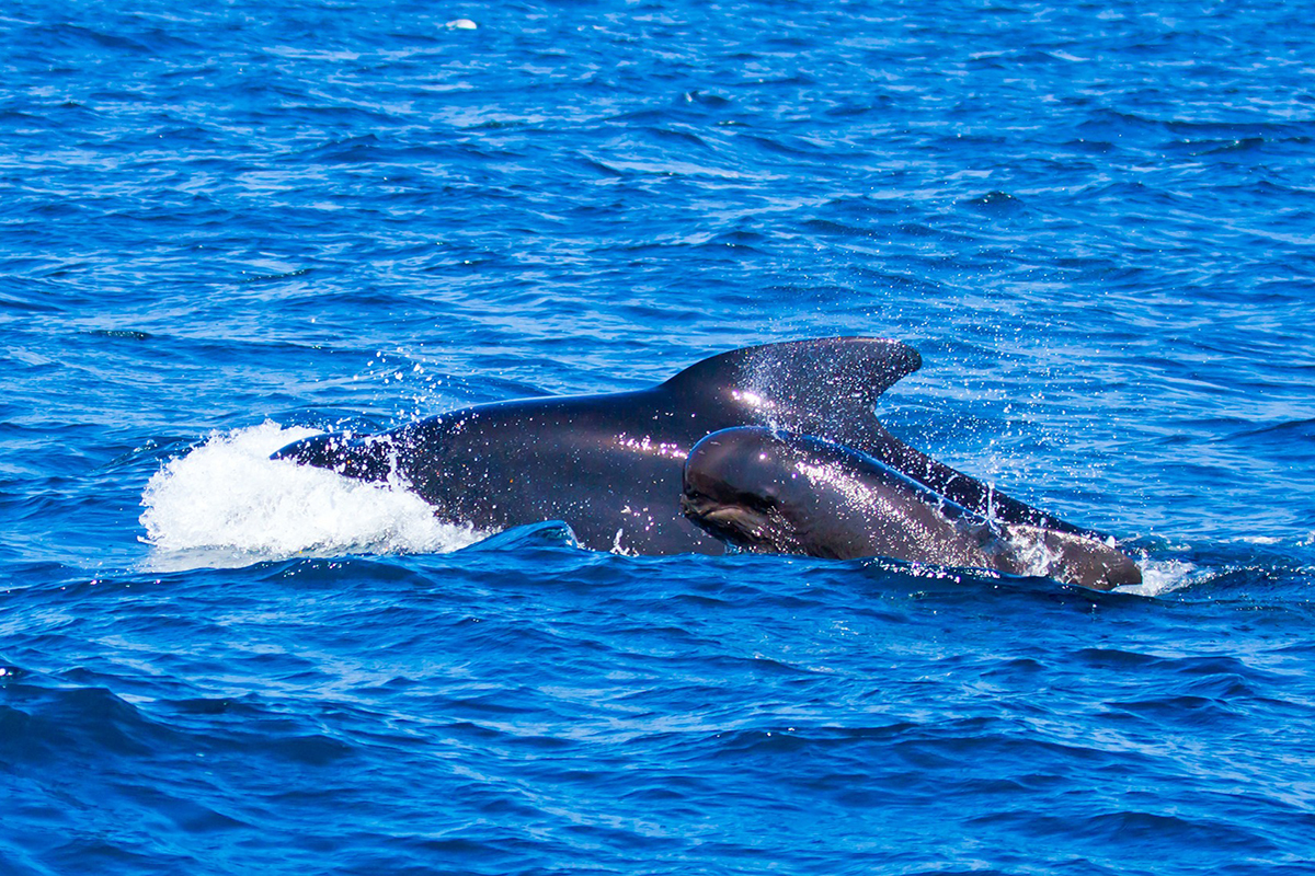 Meet the Whales and Dolphins of North Sulawesi