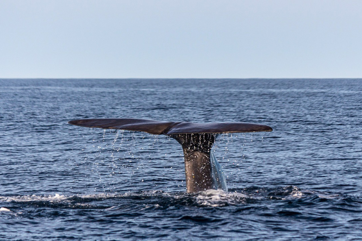 Meet the Whales and Dolphins of North Sulawesi