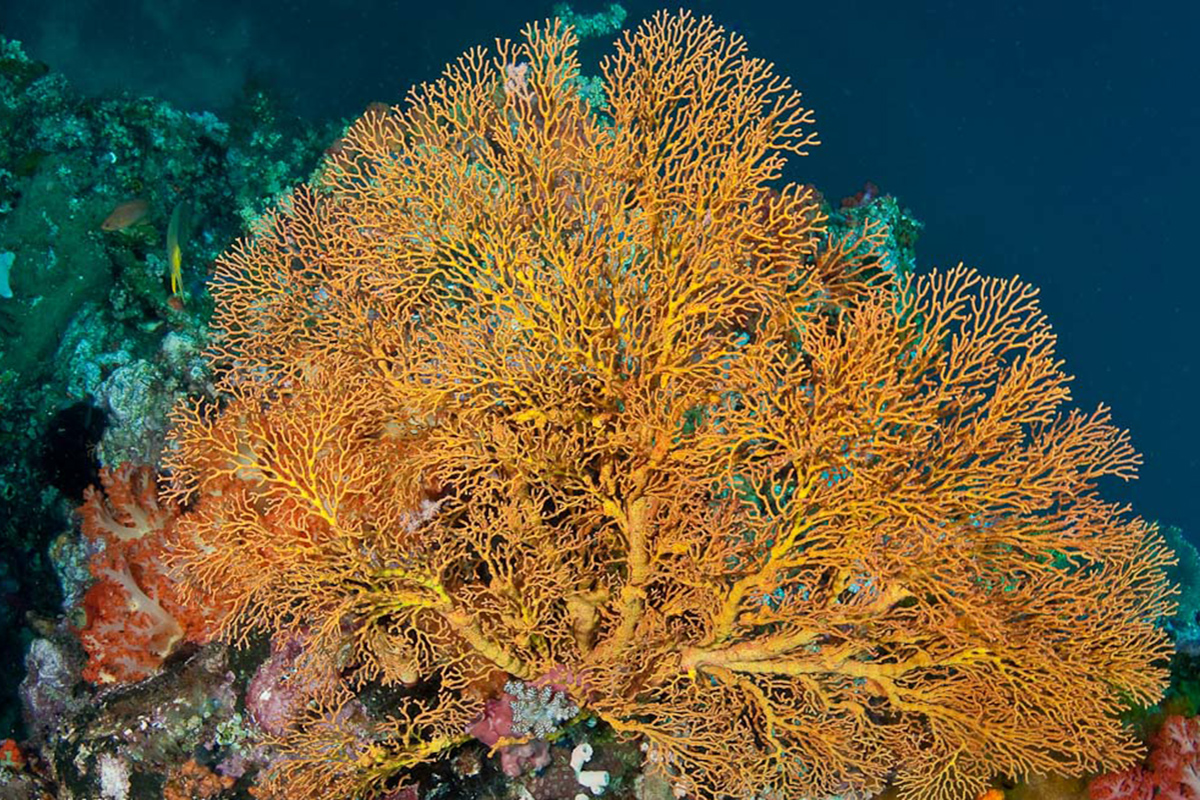 6 Interesting Facts About Hard Corals
