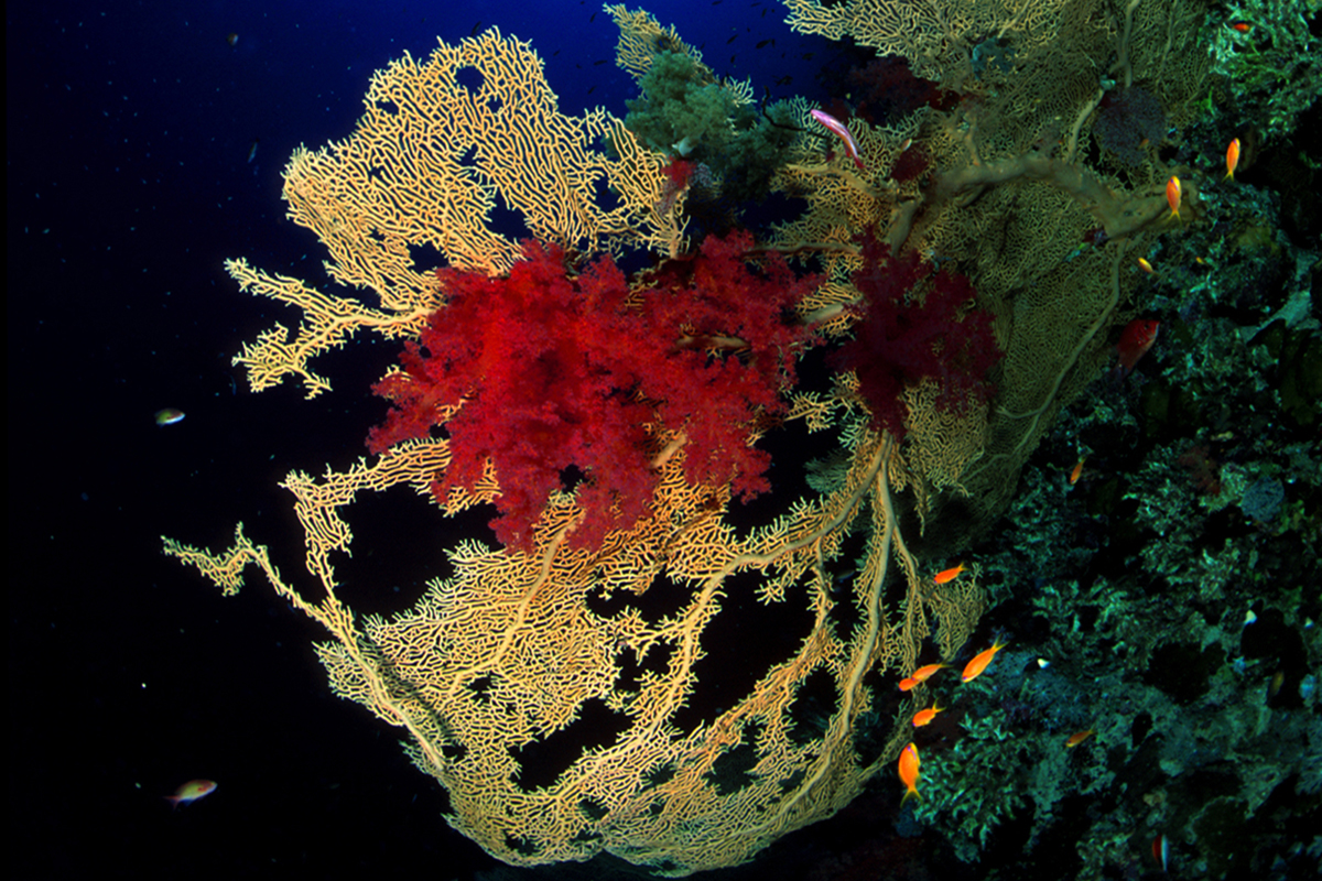 6 Interesting Facts About Hard Corals