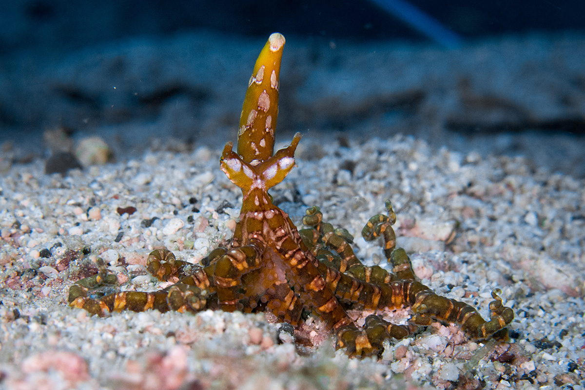 The Incredible Octopuses of North Sulawesi