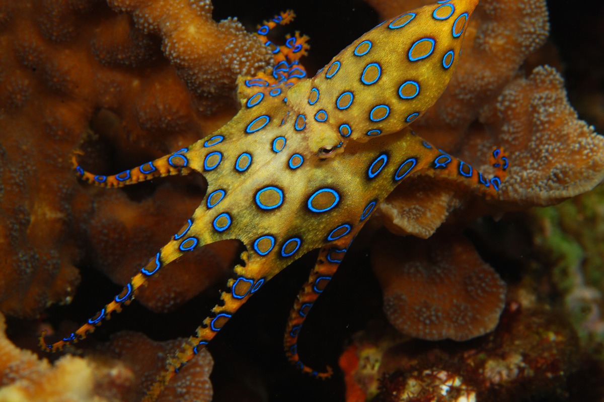 The Incredible Octopuses of North Sulawesi