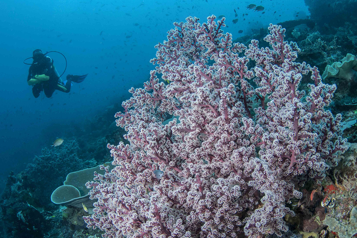 Diving in North Sulawesi