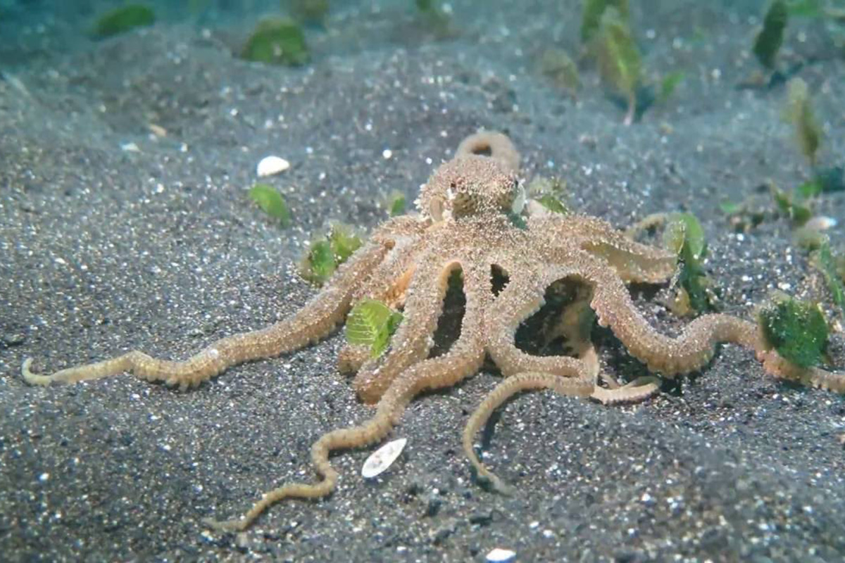 The Incredible Octopuses of North Sulawesi