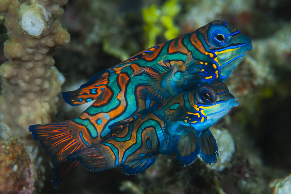 Watching the Incredible Mating Dance of the Mandarinfish at Gangga Island