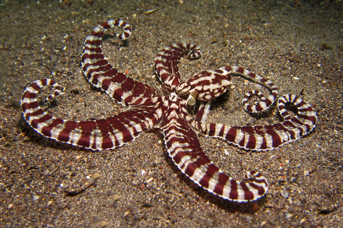 The Incredible Octopuses of North Sulawesi