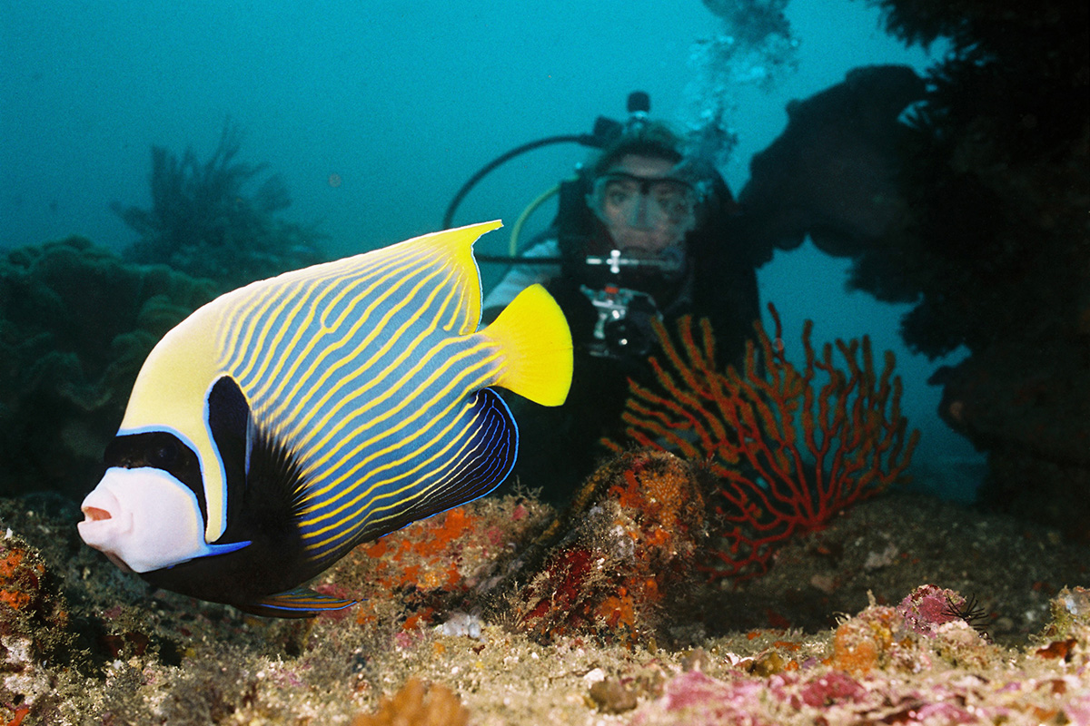 PADI Specialty Dive Course on Gangga Island