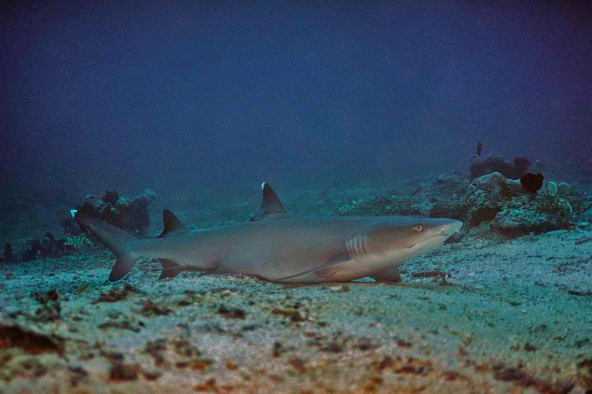 Learn About the White Tipped Reef Sharks of North Sulawesi