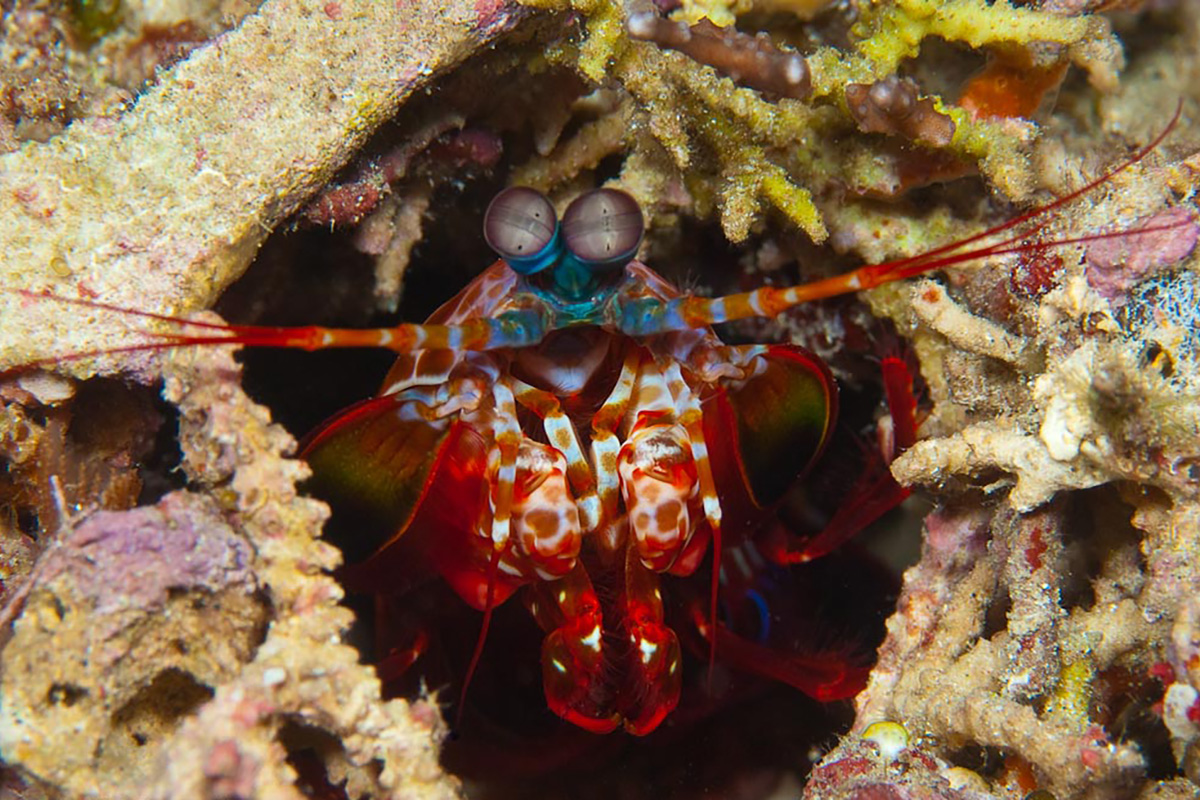 Must-see Shrimps Around Manado and Gangga Island