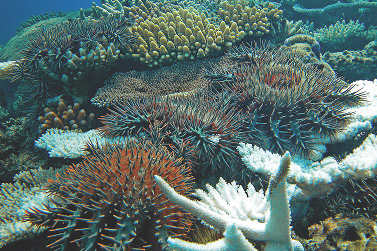 Protecting the Reefs of North Sulawesi from the Crown of Thorns Starfish