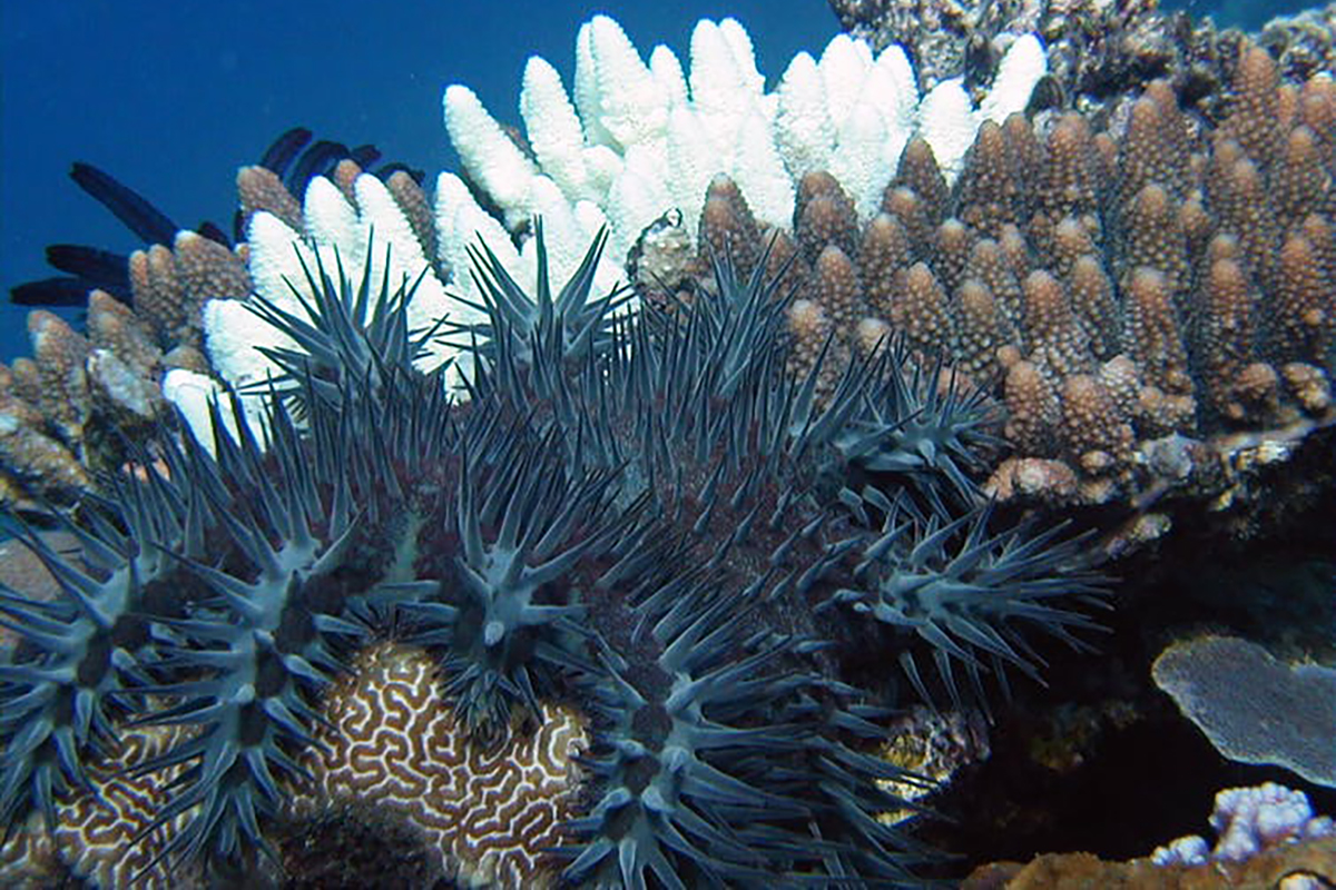 Protecting the Reefs of North Sulawesi from the Crown of Thorns Starfish