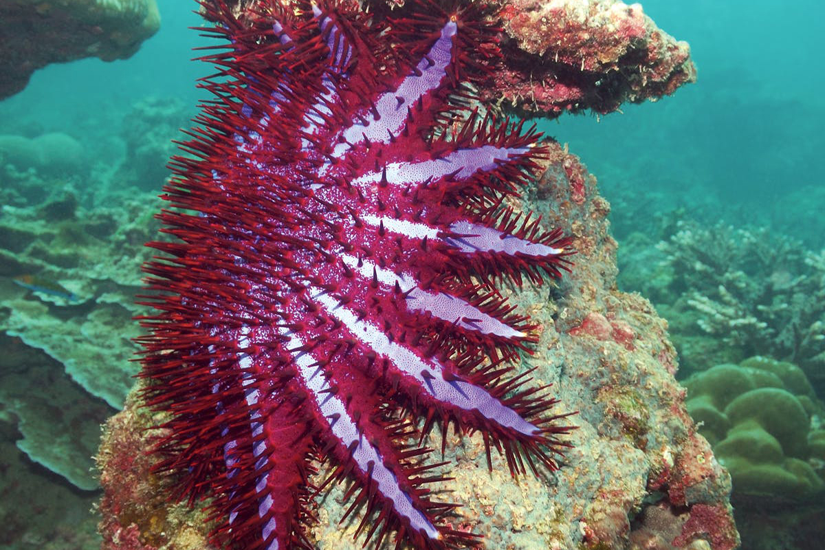 Protecting the Reefs of North Sulawesi from the Crown of Thorns Starfish