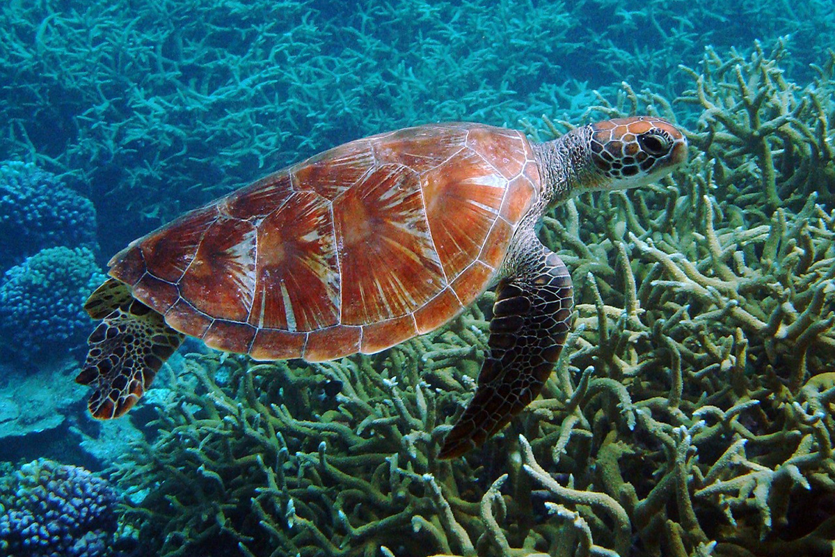 Snorkeling in North Sulawesi