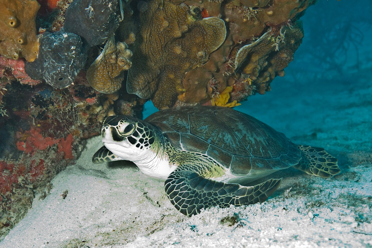 Turtles of Gangga Island: The First Hatching of The Year