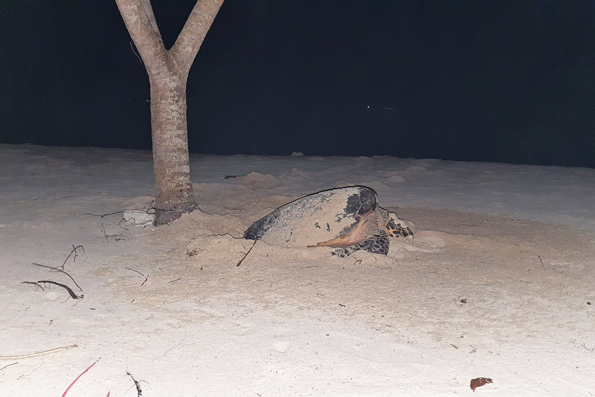 Turtles of Gangga Island: The First Hatching of The Year
