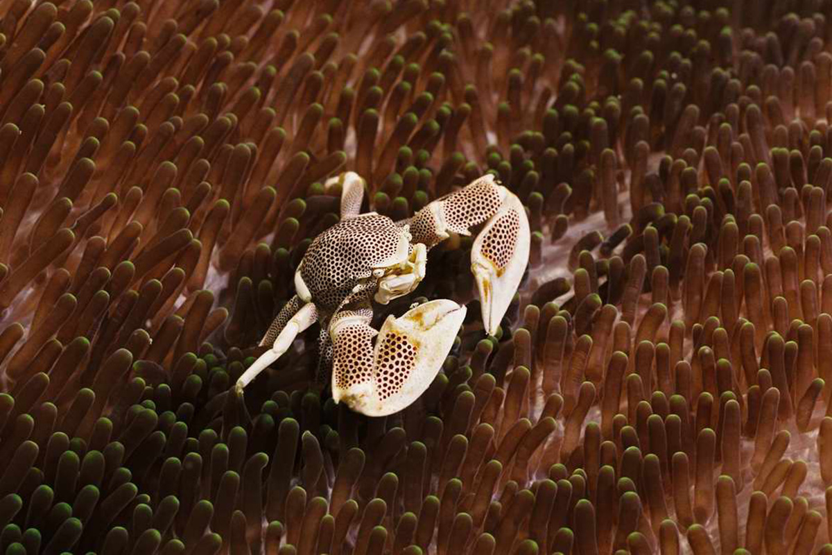 Anemone Habitas: Much More Than Finding Nemo