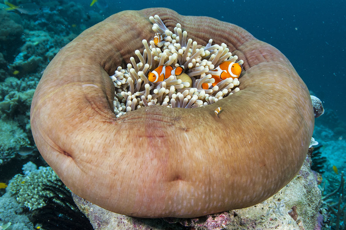 Anemone Habitas: Much More Than Finding Nemo