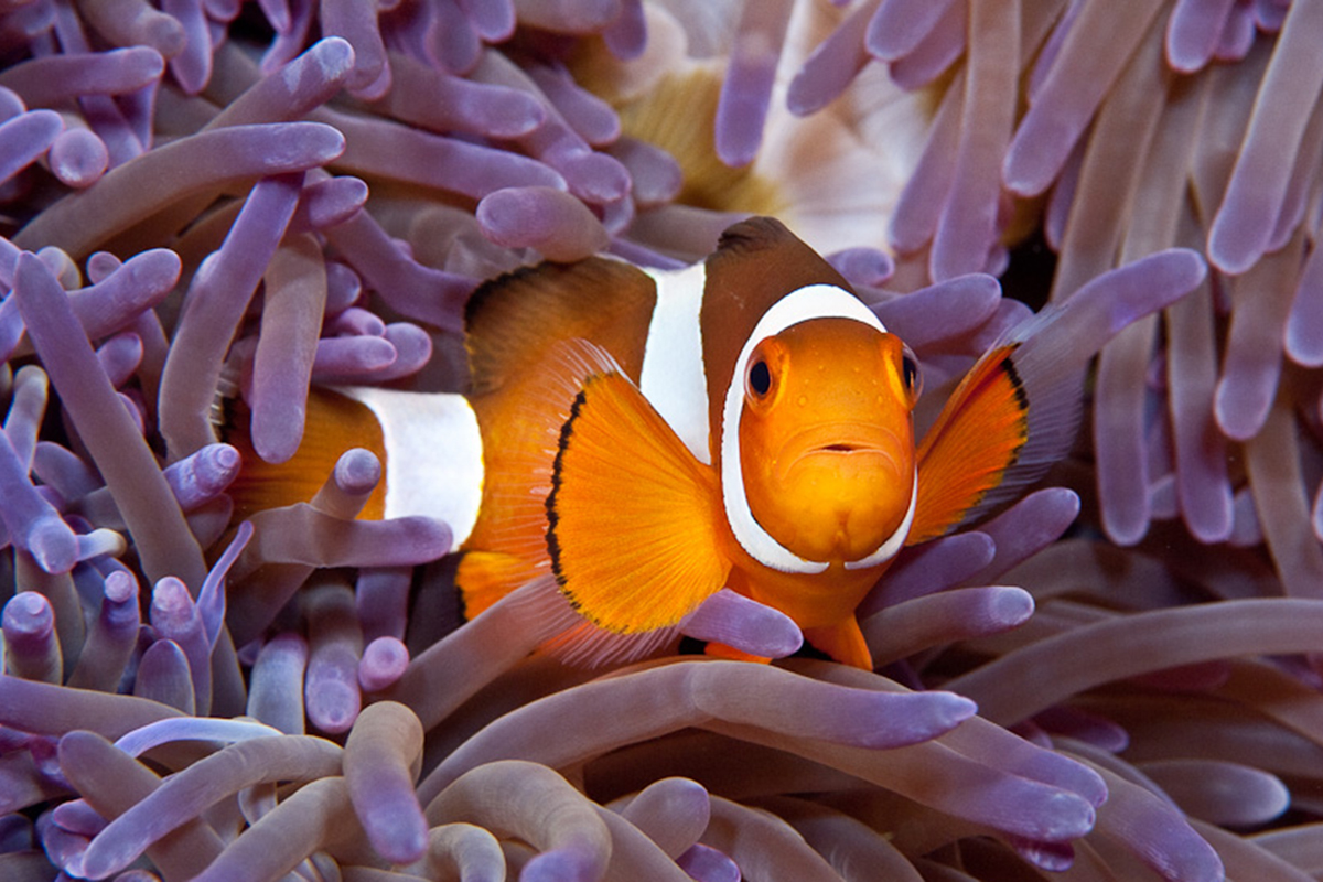 Symbiotic relationship Clownfish with Anemones
